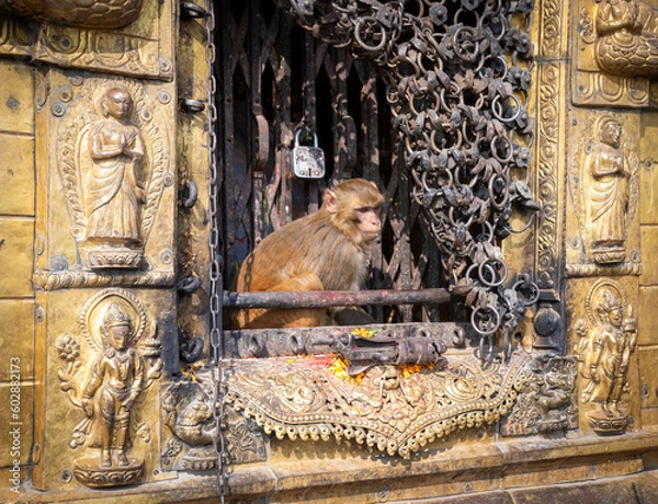 Obraz Monkey at Monkey temple kathmandu nepal