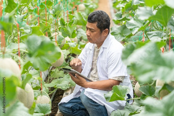Fototapeta Male scientist working at melon farm. Checking melon at organic melon farm. Farmer, Lifestyle, Science, Nature, Working, Doctor and Environment concept.