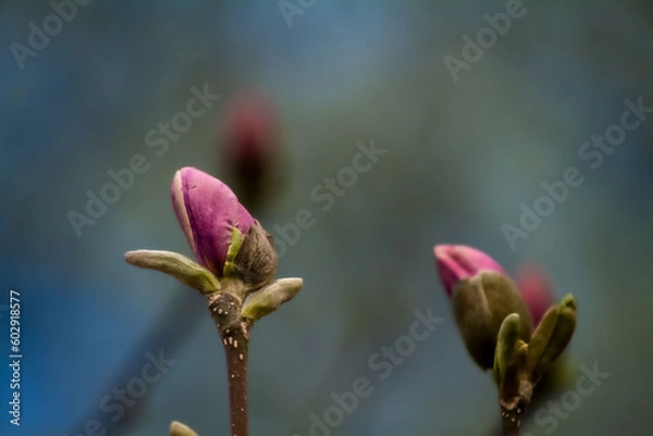 Obraz Magnolia w pączkach 