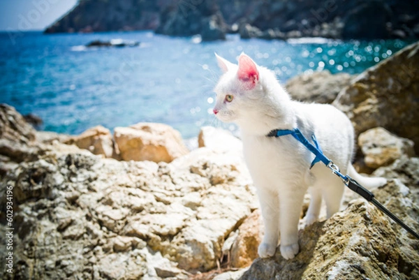 Fototapeta young white khao manee cat in a harness and on a leash. cat on a walk along the seashore