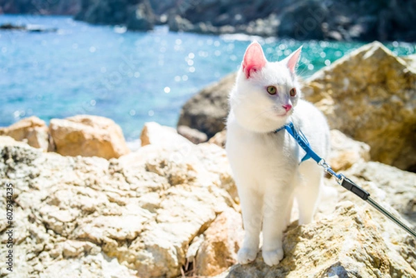 Fototapeta young white khao manee cat in a harness and on a leash. cat on a walk along the seashore