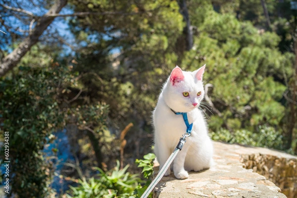 Fototapeta young white khao manee cat in a harness and on a leash. cat on a walk along the seashore