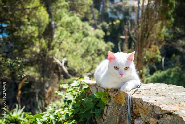 Fototapeta young white khao manee cat in a harness and on a leash. cat on a walk along the seashore