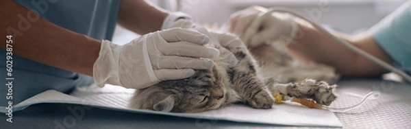 Obraz Nurse calms down grey cat while doctor performs ultrasound investigation in vet clinic