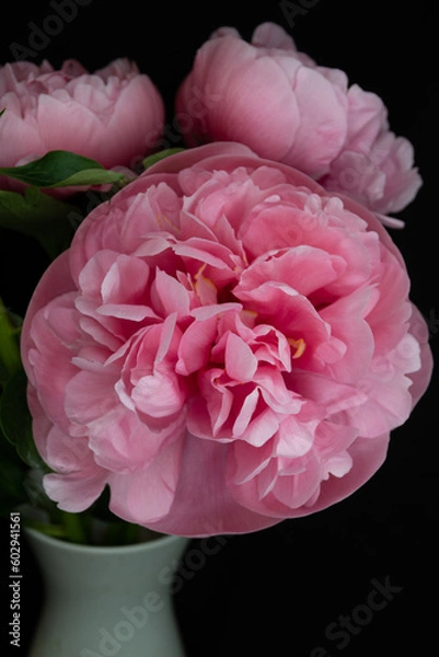 Obraz pink peony flower