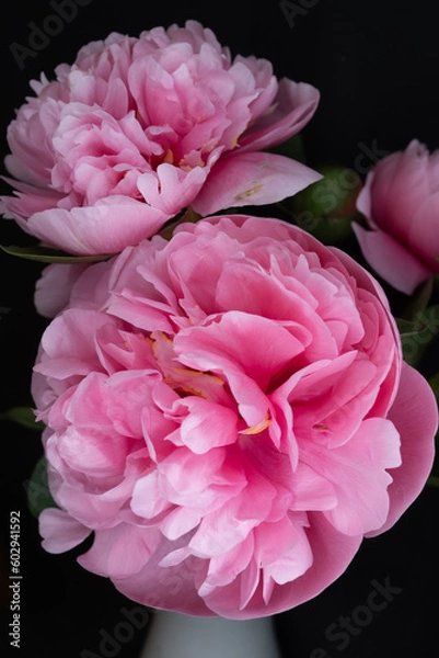 Obraz pink peony flower