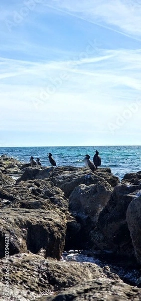 Obraz cormorant is a species of bird commonly found in various parts of the Mediterranean region. Known for their sleek and aquatic nature, cormorants are skilled divers and swimmers