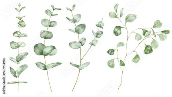 Fototapeta Eucalyptus leaves and branches set on transparent background.