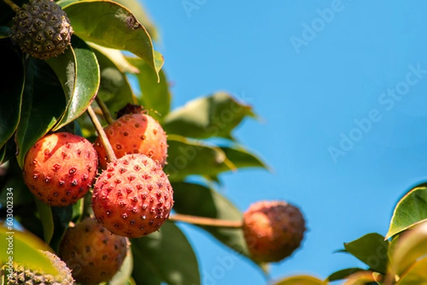 Fototapeta あまり見かけることもないけれどジャムにもなるヤマボウシの実