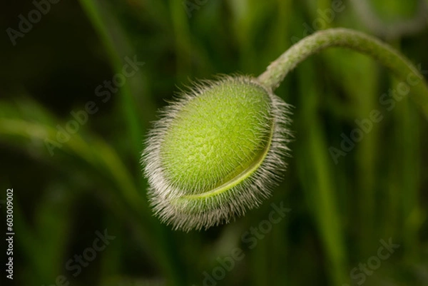Obraz Closed fresh and green poppy flower bud.