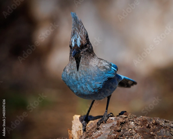 Fototapeta Steller's Jay