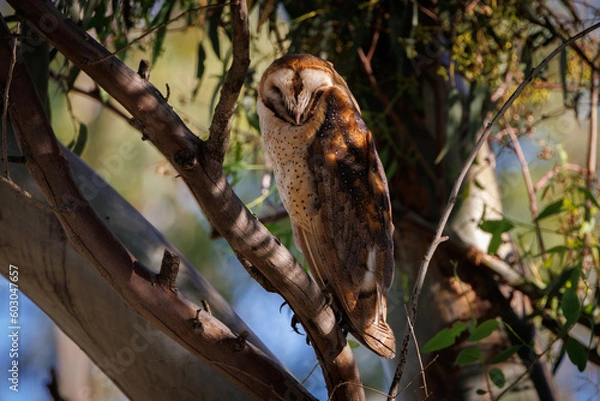 Fototapeta Barn owl in a tree