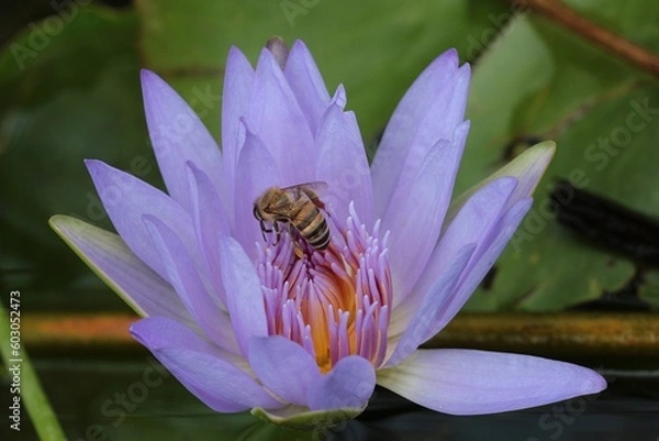 Obraz A bee on a blue Lotus flower in a pond 