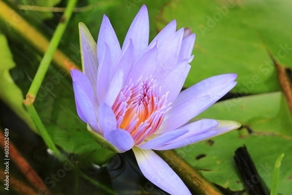 Obraz A blue Lotus flower in a pond