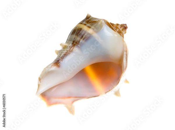Fototapeta Seashell  isolated on white background