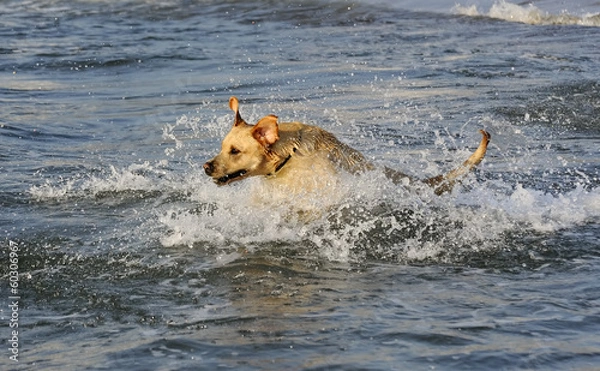 Obraz Riding the wave