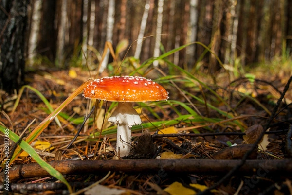 Fototapeta mushroom in the forest