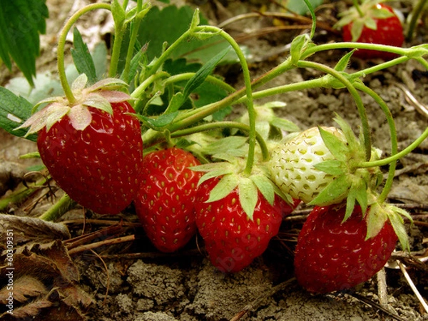 Fototapeta ripening strawberry fruits on the branch