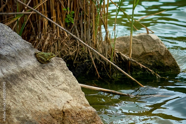 Fototapeta Green frog on a stone on the shore of a pond.