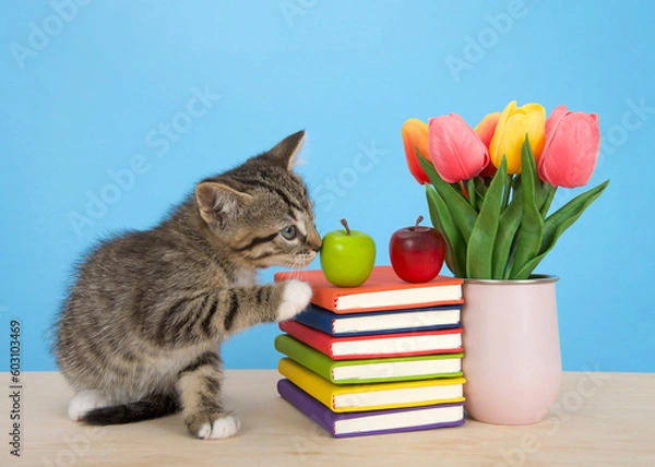 Fototapeta Adorable tabby kitten sitting next to bright colorful books stacked on a light wood table with blue background. apples on top of stacked books. Pink vase with tulip flowers sitting next to books.