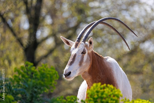 Fototapeta Scimitar Oryx, Oryx Dammah, znany również jako Scimitar-rhorned Oryx i Sahara Oryx