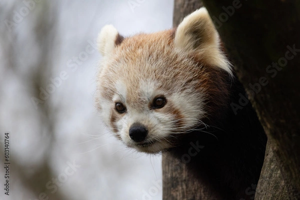 Fototapeta close up of a panda