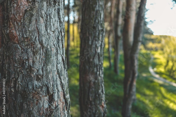 Obraz Pine forest background, spring nature