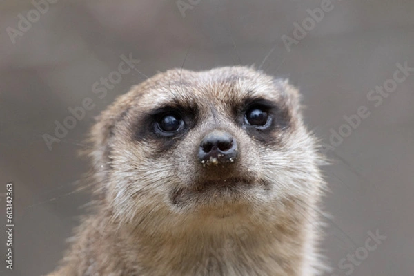 Obraz meerkat on guard