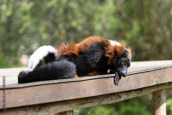 Obraz black and white lemur