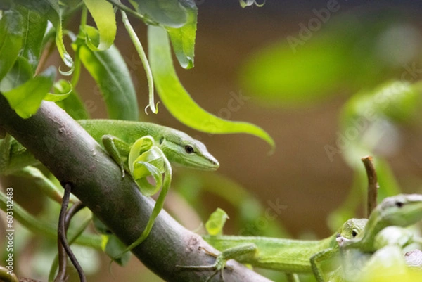 Fototapeta green lizard on a branch