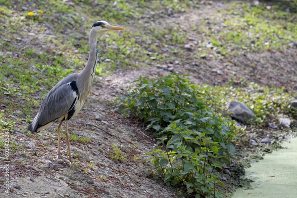 Obraz great blue heron