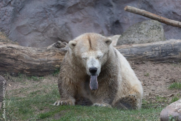 Obraz polar bear cub