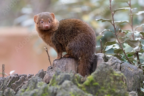 Fototapeta close up of a meerkat