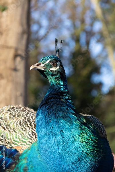 Fototapeta peacock with feathers