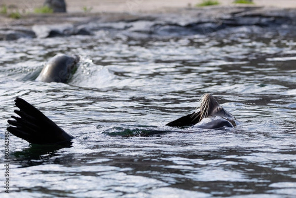Obraz seal in water
