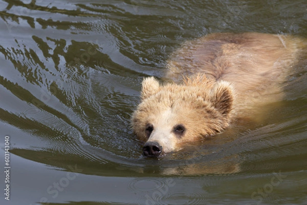 Fototapeta brown bear cub