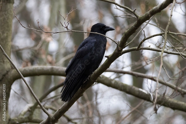 Obraz black blackbird