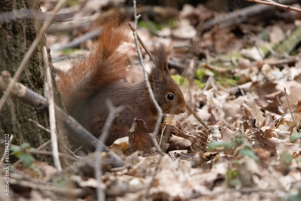 Fototapeta squirrel in the forest