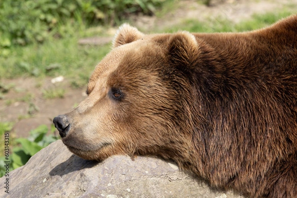 Fototapeta brown bear cub