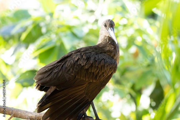 Fototapeta bird on a branch