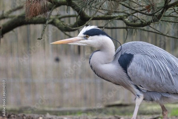 Obraz great blue heron