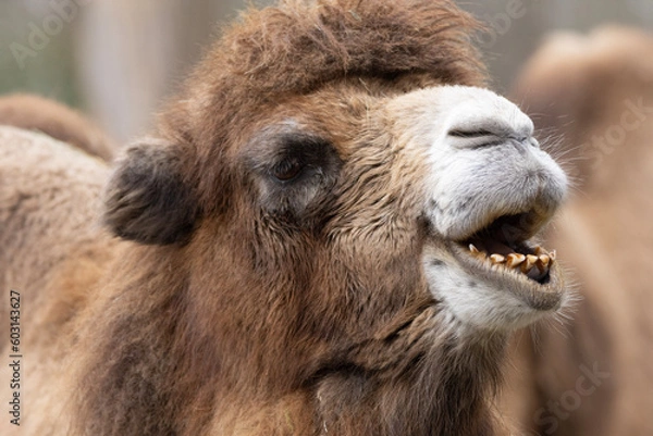 Fototapeta portrait of a camel