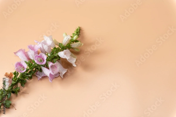 Fototapeta ジキタリス