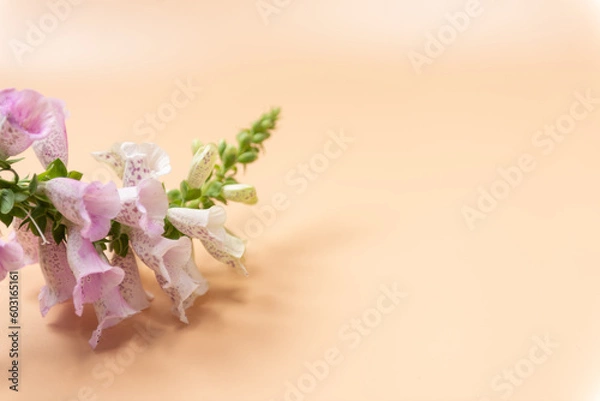 Fototapeta ジキタリス