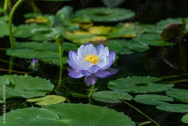 Fototapeta 満開の薄紫の睡蓮の花