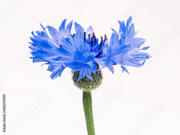 Obraz 矢車菊のクローズアップ写真