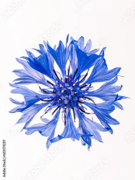 Obraz 矢車菊のクローズアップ写真