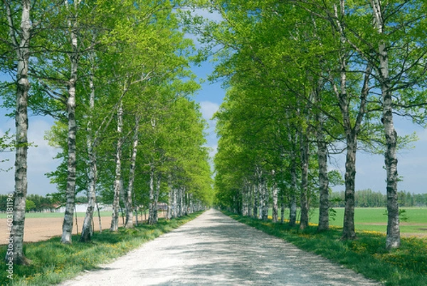 Obraz 春の白樺並木