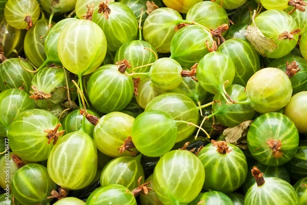 Obraz Gooseberries