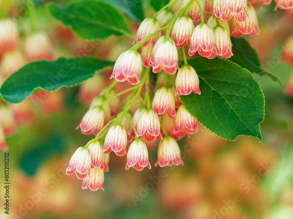 Obraz サラサドウダン